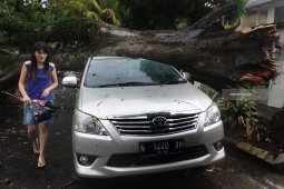 Pohon Tumbang Timpa Mobil