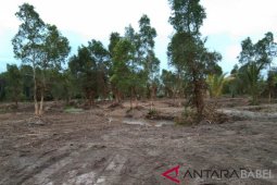 Desa Tukak kembangkan wisata mangrove