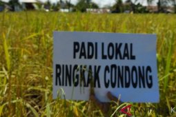 Distan Kalbar kembalikan kejayaan beras Pemangkat