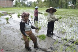 Tanah Bumbu tanam padi 16.959 hektare