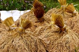 NTP Banten Januari 2019 Turun 0,24 Persen