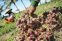 Shallot farmers complain of expensive seed prices