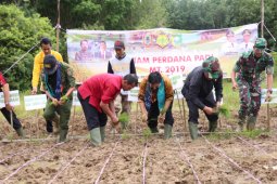 Bupati-Dirjen PSP panen padi sistem gogo rancah