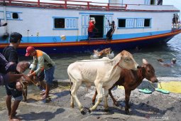 KSOP Situbondo pastikan tidak ada lagi bongkar muat sapi dilempar ke laut