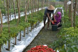 "Urban Farming" Solusi Wujudkan Ketahanan Pangan di Kota Surabaya