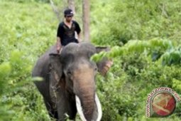 Konflik hutan TNBBS, mustahil untuk disudahi namun bisa dikurangi