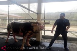 Wah, Ada kerbau seharga Rp1 Miliar di Inagro Ciseeng Bogor