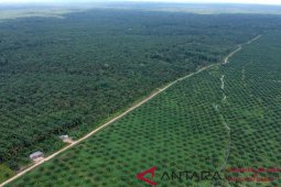 Sawit mengubah kehidupan warga transmigran Rio Pakava Donggala