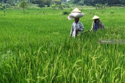 DPRD-Pemkab Situbondo bahas Raperda Cadangan Pangan
