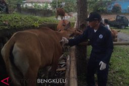 Rejang Lebong aman dari serangan penyakit jembrana