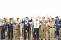 Mentan panen jagung di Desa Tajau Pecah