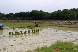Paser Kembangkan Varietas Unggul di 1.000 Ha Padi Sawah