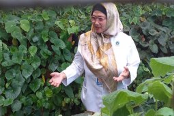 LIPI Kembangkan Begonia Dan Melahirkan "Begonia Lovely Jo"