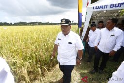 Panen Padi Varietas Hasilkan 6,2 Ton, Bupati Siap Jadi "Sales Marketing"