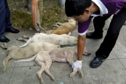 825 warga NTB digigit anjing