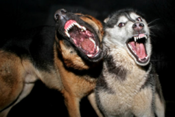 Ratusan warga NTB digigit anjing
