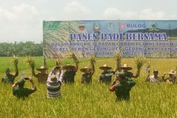 Kabupaten Langkat surplus beras 224.947 ton