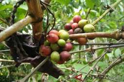 Warga Aceh Jaya mulai tanam kembali kopi Robusta