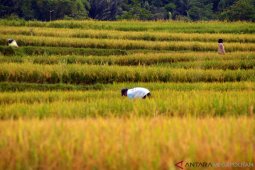 Kementan ingin jangan ada lagi kelangkaan pupuk