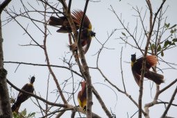 Pulau Waigeo Memiliki Keanekaragaman Hayati Tinggi