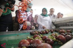 Buah Manggis Kabupaten Bogor diekspor ke Tiongkok