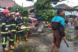 Angin kencang robohkan pohon di perkotaan Garut