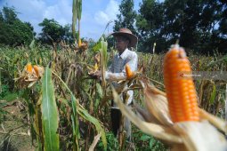 Harga Jagung Madura Turun