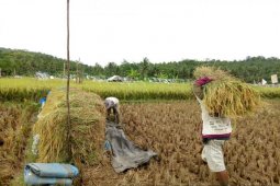 Petani Lebak Februari Panen Raya Seluas 17.000 Hektare