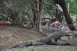 Populasi komodo masih stabil