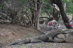 Tantangan "ide gila" penutupan Taman Nasional Komodo