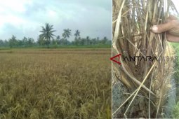 Tiga ribuan meter persegi lahan padi siap panen terpaksa dibakar