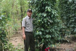 BPTP dorong petani lada gunakan tajar hidup