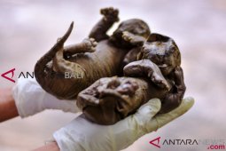 WWF hargai vonis penjara pembunuh harimau Sumatera