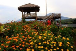 Wisata Alam Puncak Asmoro
