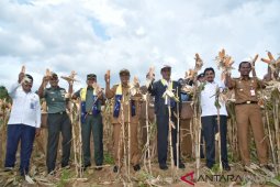 Kalsel fokus tingkatkan produksi jagung