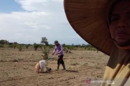 Petani Nagan Raya mulai gunakan mesin tanam kacang