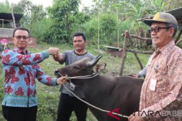 Wabup Bangka serahkan 10 ekor sapi gaduh