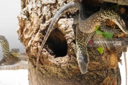 74 ekor Anakan komodo lahir di Kebun Binatang Surabaya (Video)