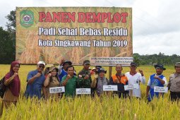 Padi Sehat Bebas Residu tingkatkan produktivitas petani