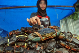 Sutarmidji dorong Kepiting Bakau jadi potensi utama di Kalbar