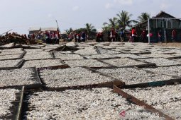 Ikan teri dominan hasil tangkapan nelayan Lhokseumawe