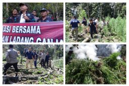 2,5 hektare lahan ganja di Madina dimusnahkan