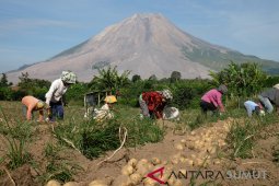 Panen Kentang di Sinabung