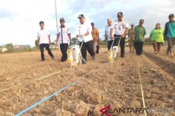 Desa Tanah Abang Kembangkan Tanaman  Jagung
