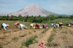 Panen Kentang di Sinabung