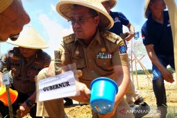 Pemprov Babel tanami sorgum di lahan bekas tambang Parit Enam Pangkalpinang
