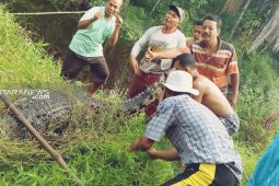 Warga Kolang tangkap buaya yang kerap masuk ke pemukiman