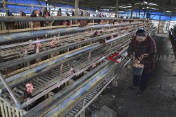 Harga eceran tertinggi telur ayam