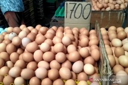 Harga daging ayam di Pontianak kembali normal