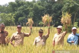 Pertanian HST berinovasi dengan kembangkan varietas Situ Bagendit di lahan basah